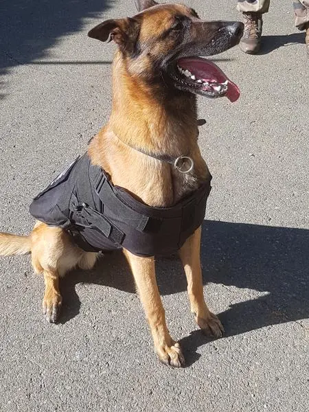 Compass Armor Tactical K9 Tactical Molle Harness Police Dog Vest Nij Iiia 1